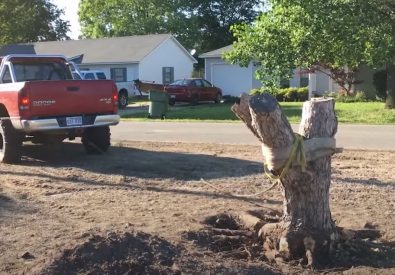 Shreveport Tree Serv...